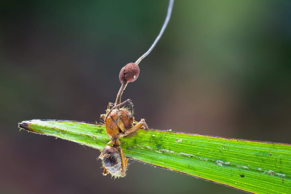 The fascinating fungal science behind 'The Last of Us'